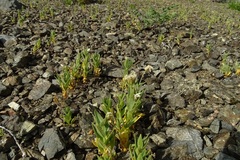 Cerastium lithospermifolium