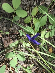 Gentianopsis barbellata