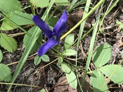 Gentianopsis barbellata