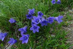 Campanula dasyantha