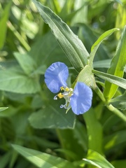 Commelina erecta