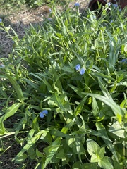 Commelina erecta