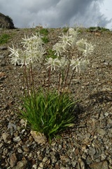 Silene chamarensis