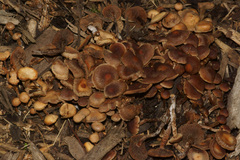 Agrocybe firma