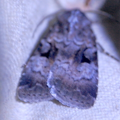 Feltia geniculata