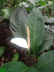 Spathiphyllum wallisii