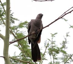 Corythaixoides concolor concolor