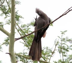 Corythaixoides concolor concolor
