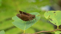 Polytremis lubricans