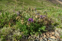 Oxytropis kusnetzovii