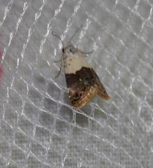 Eublemma bipartita