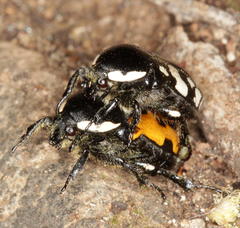 Phoxomela umbrosa