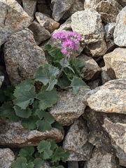 Adenostyles leucophylla