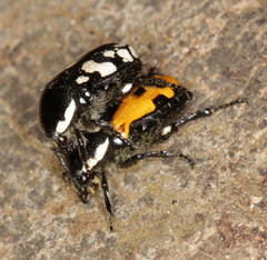 Phoxomela umbrosa