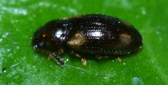 Loberus nitens