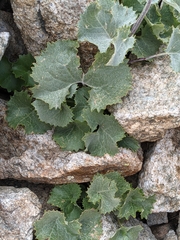 Adenostyles leucophylla