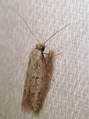 Symmocoides oxybiella