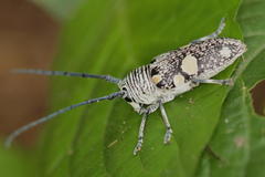 Zographus nivisparsus