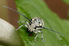 Zographus nivisparsus