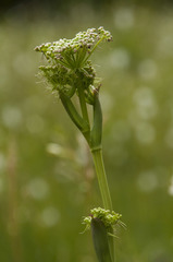 Peucedanum cervaria