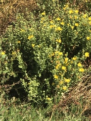 Grindelia stricta angustifolia