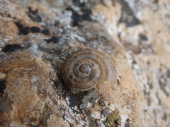 Iberus marmoratus rositai