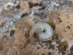 Iberus marmoratus rositai