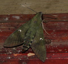 Nephele comma