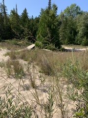 Sporobolus rigidus magnus