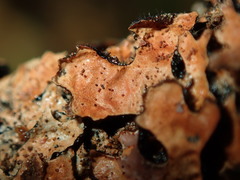 Nectriopsis rubefaciens