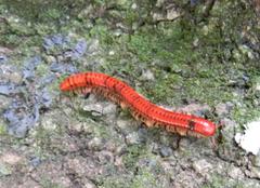 Centrobolus anulatus