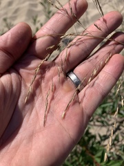 Sporobolus rigidus magnus