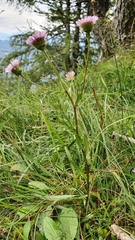 Erigeron glabratus
