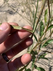 Sporobolus rigidus magnus