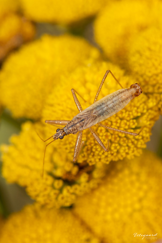 Trumpasparnė Skerdblakė nuotrauka