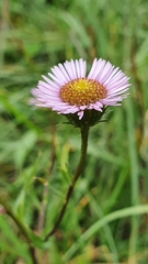 Erigeron glabratus