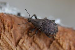 Tropiphorus elevatus