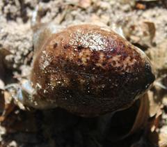 Breviceps gibbosus