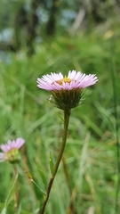 Erigeron glabratus