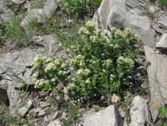 Galium valantioides