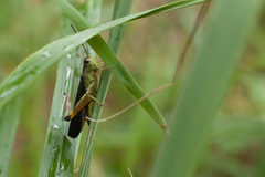 Megaulacobothrus aethalinus
