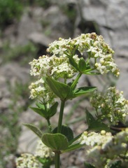 Galium valantioides
