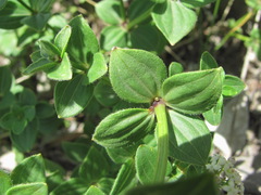 Galium valantioides