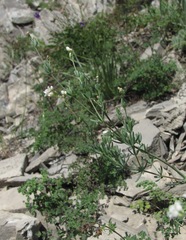 Galium xeroticum
