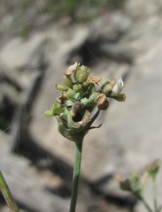 Galium xeroticum