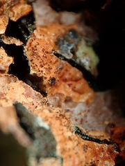 Nectriopsis rubefaciens