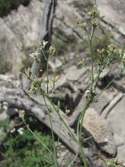Galium xeroticum