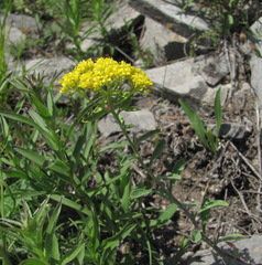 Odontarrhena muralis