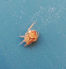 Araneus sturmi