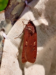 Noctua pronuba